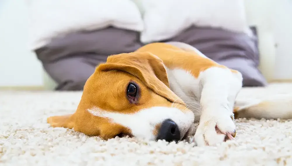 Dog relaxing on the carpet